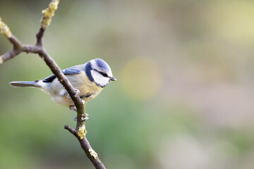 Adult Blue Tit (Cyanistes caeruleus) posed on a thin branch in a British back garden in Spring. Yorkshire, UK