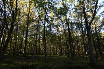 Moncayo Natural Park is 11,000 hectares located between the province of Zaragoza and the province of Soria in Spain