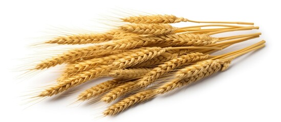 Ears of wheat on a white background. Close-up
