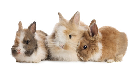 Cute fluffy pet rabbits isolated on white