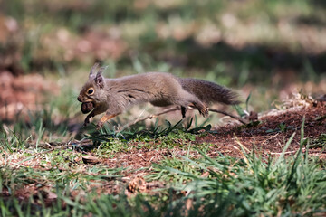 kangaroo in the grass