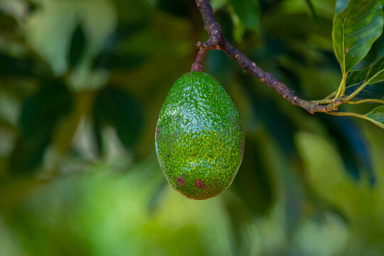 Green avocado on tree isolated and in selective focus