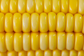 Green corn in selective focus and fine details