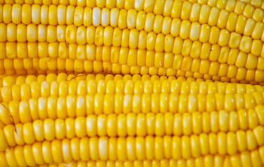 Green corn in selective focus and fine details
