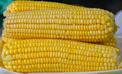 Green corn in selective focus and fine details