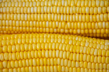 Green corn in selective focus and fine details
