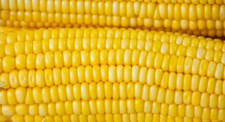 Green corn in selective focus and fine details