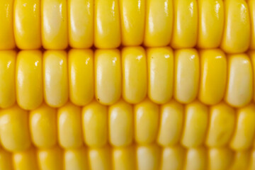 Green corn in selective focus and fine details