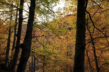 Obraz premium The Natural Park of Sierra de Cebollera is one of the two natural areas of Riojas , located in the municipality of Villoslada de Cameros