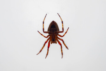 Typical web spider Araneus diadematus, very common in Brazil.