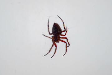 Typical web spider Araneus diadematus, very common in Brazil.