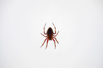 Typical web spider Araneus diadematus, very common in Brazil.