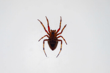 Typical web spider Araneus diadematus, very common in Brazil.
