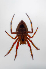 Typical web spider Araneus diadematus, very common in Brazil.