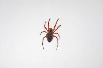 Typical web spider Araneus diadematus, very common in Brazil.