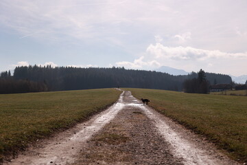 A dirt road in a field with a dog walking on it - 750968213