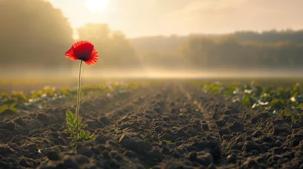 Gardinen A peaceful, early morning scene of an empty field bathed in soft sunlight, with a single red poppy flower standing tall in the foreground. © SardarMuhammad