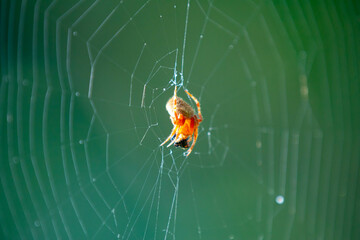 Typical web spider Araneus diadematus, very common in Brazil.