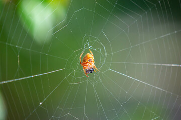 Typical web spider Araneus diadematus, very common in Brazil.