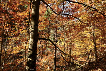 Obraz premium The Natural Park of Sierra de Cebollera is one of the two natural areas of Riojas , located in the municipality of Villoslada de Cameros