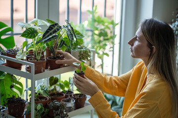 Focused woman sits near window, takes care of houseplants holding in hands. White rack with indoor plants in clay pots. Home gardening. Interested female florist attentive exam domestic plants at home