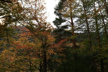 Naklejka premium The Natural Park of Sierra de Cebollera is one of the two natural areas of Riojas , located in the municipality of Villoslada de Cameros
