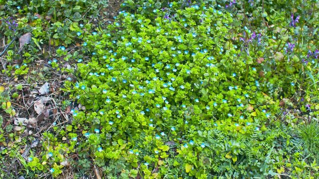 青い小さな野の花が一面に咲いている