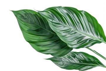Close-up of two green leaves on a white background. Ideal for botanical and nature concepts