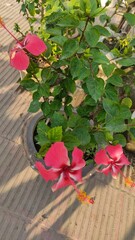 Close up of pink flowered potted plant with green leaves