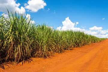 Sugarcane plantation on sunny day
