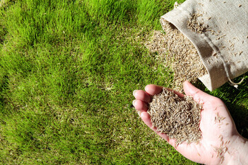 gardeners hand holding grass seeds