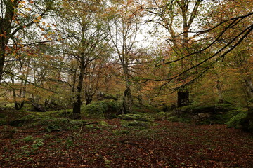 The Natural Park of Urbasa-Andía is a protected natural area of the Autonomous Community of Navarre, Spain