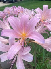 pink flower in the garden