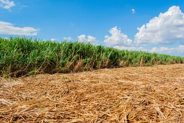 Sugarcane plantation on sunny day