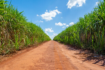 Sugarcane plantation on sunny day