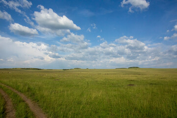 Savannah Landscape