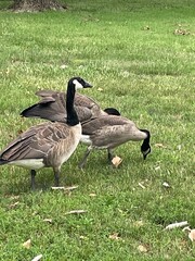 country goose family
