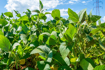 Brazilian soy plantation on sunny day.