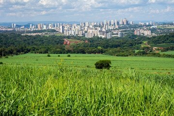 Sugar cane plantation in the city of Ribeirao Preto