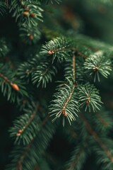 Detailed close-up of a pine tree branch. Perfect for nature backgrounds