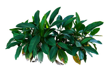 Dark green leaves of Heliconia the tropical foliage plant bush growing in wild - 750973854