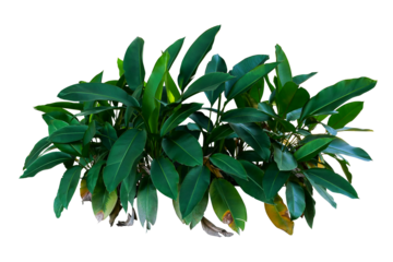 Dark green leaves of Heliconia the tropical foliage plant bush growing in wild