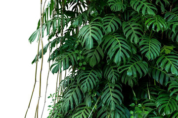 Green leaves of native Monstera (Epipremnum pinnatum) liana plant growing in wild climbing on jungle tree, tropical forest plant evergreen vines bush