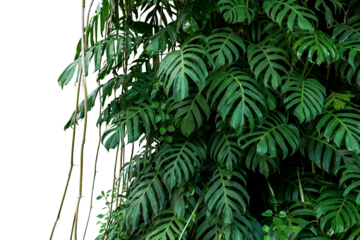 Green leaves of native Monstera (Epipremnum pinnatum) liana plant growing in wild climbing on jungle tree, tropical forest plant evergreen vines bush