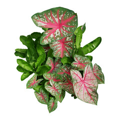 Garden foliage plants bush with Caladium bicolor pink green variegated leaves and green leaves of African blood lily or fireball lily