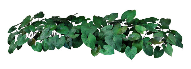 Green leaves of Homalomena plant (Homalomena Rubescens) the tropical foliage plant bush - 750973890