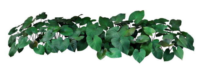 Green leaves of Homalomena plant (Homalomena Rubescens) the tropical foliage plant bush