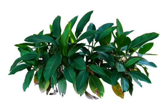 Dark green leaves of Heliconia the tropical foliage plant bush growing in wild