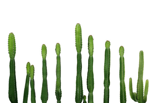 Tropical succulent plant Cowboy cactus (Euphorbia Ingens)