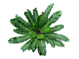 Top view of rare tropical foliage houseplant Bird’s nest fern ‘Cobra’ or Cobra plant (Asplenium nidus) with pleated or wavy green leaves